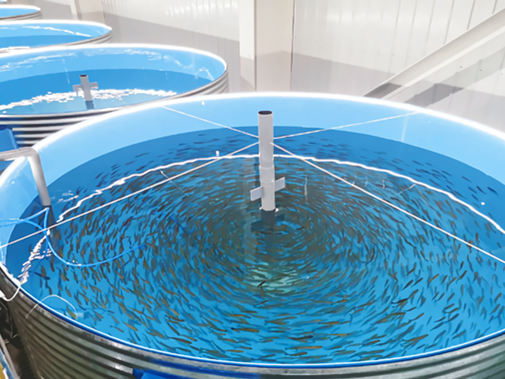 西藏亞東 - 亞東鮭魚-淡水